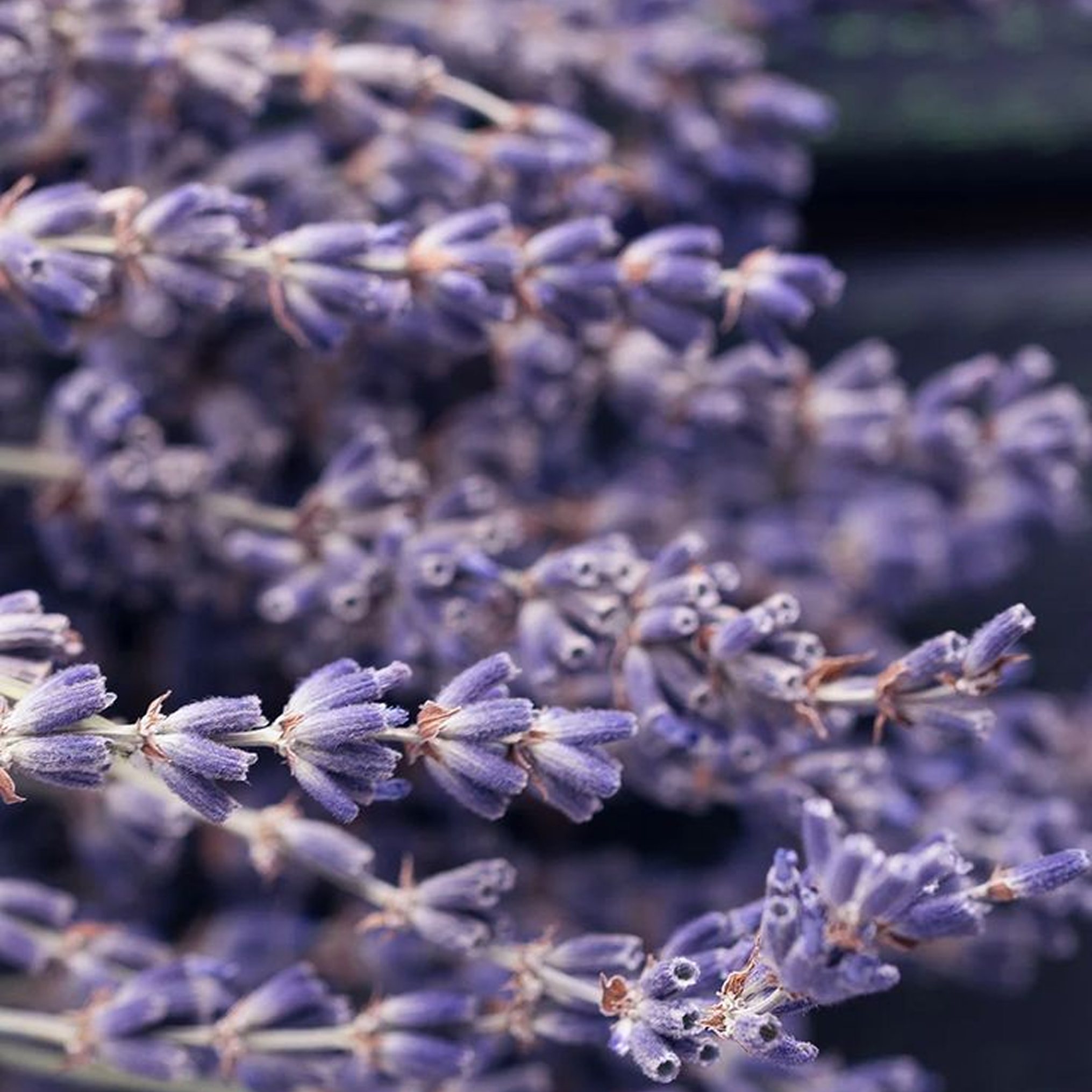 Lavender Petal Relaxing Jelly Mask Pack (1 maschere / 5 maschere)